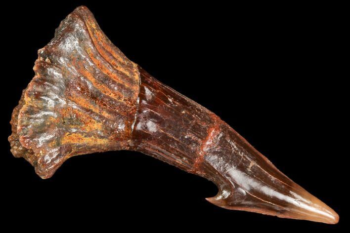 Fossil Sawfish (Onchopristis) Rostral Barb- Morocco #106439